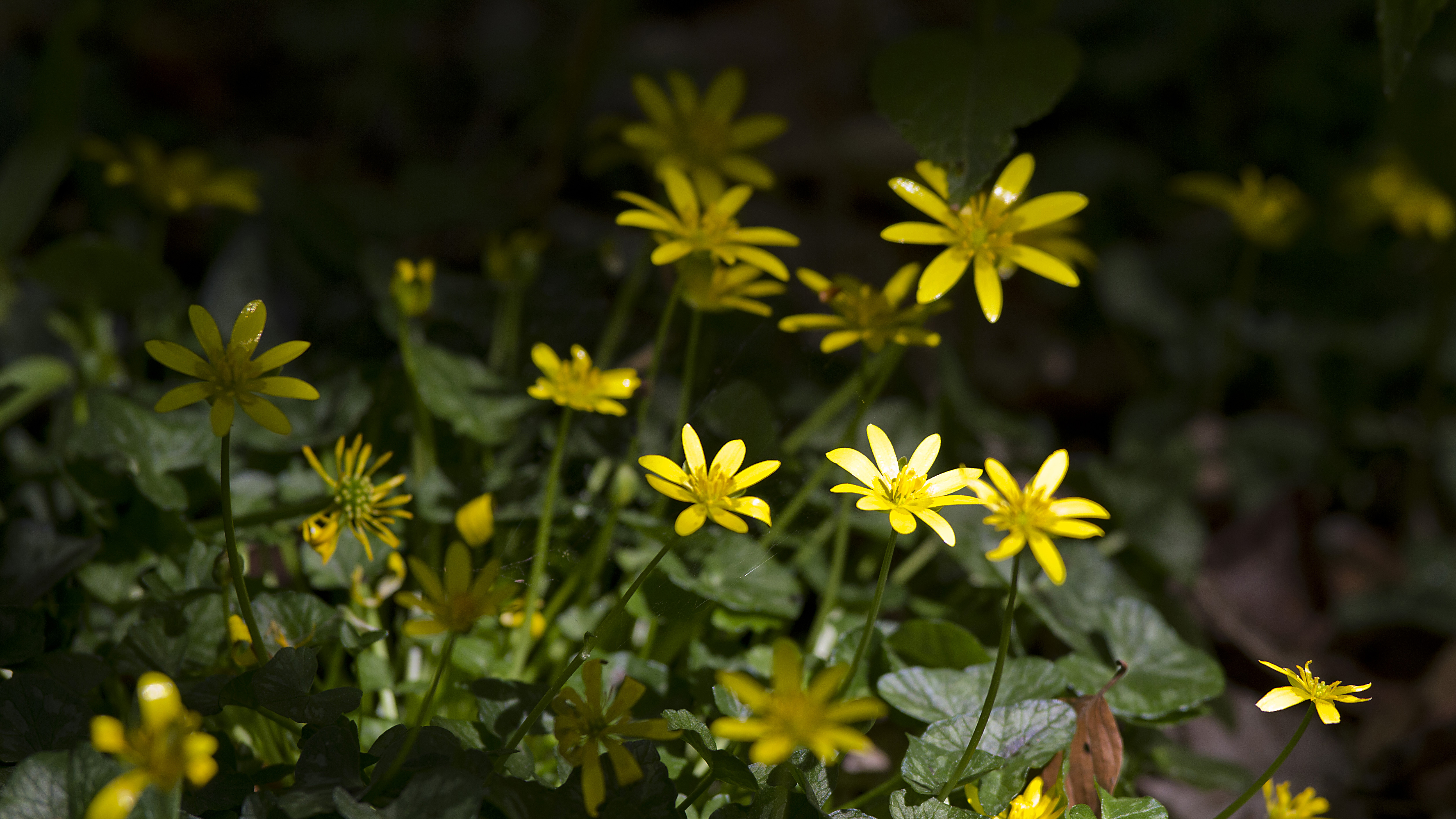 Ficaria verna-Lesser Celandine-Far Wood-Broughton-240420(4)x