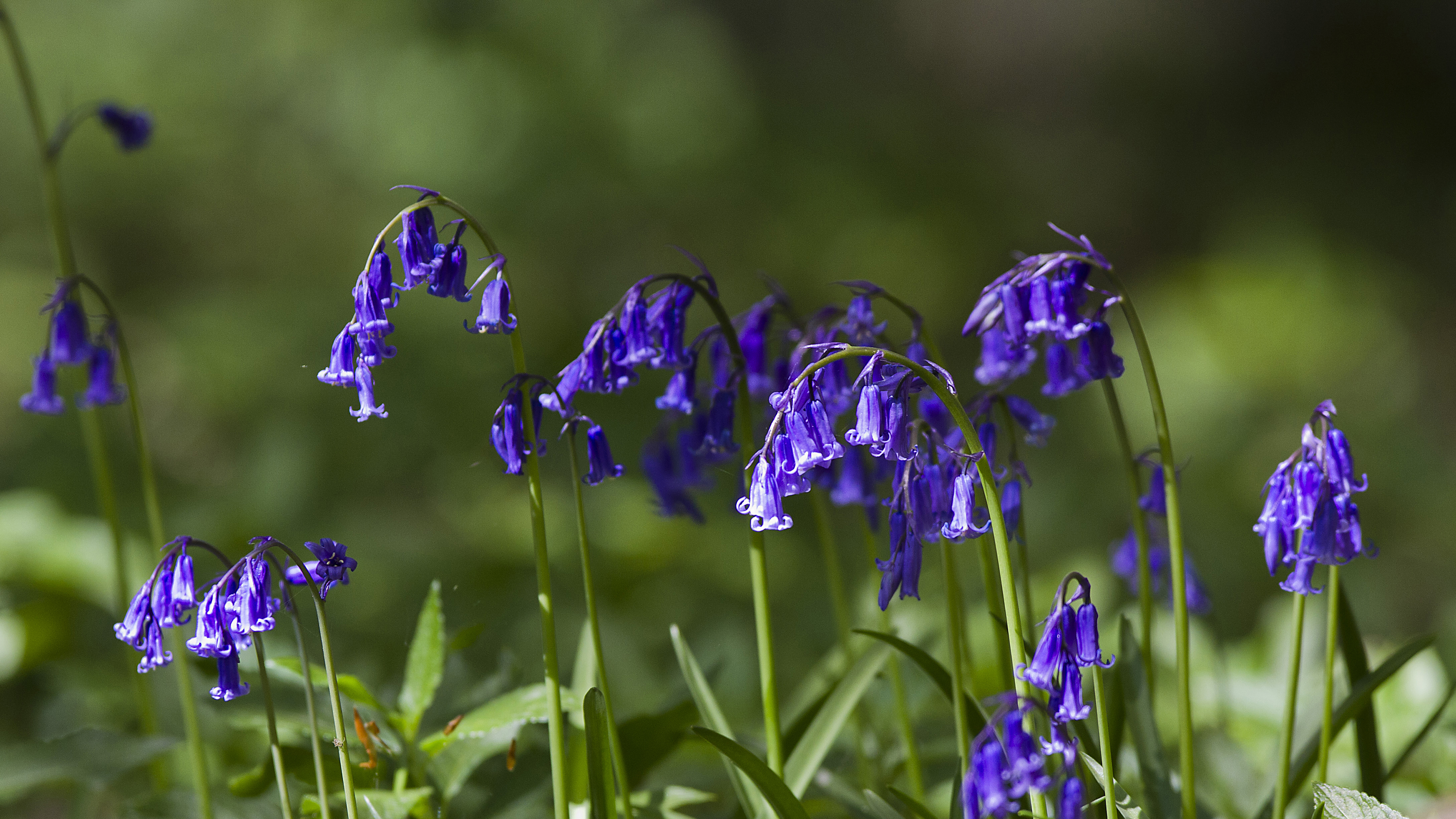 hyancinthoides-non-scripta-bluebell-far-wood-broughton-24042013x