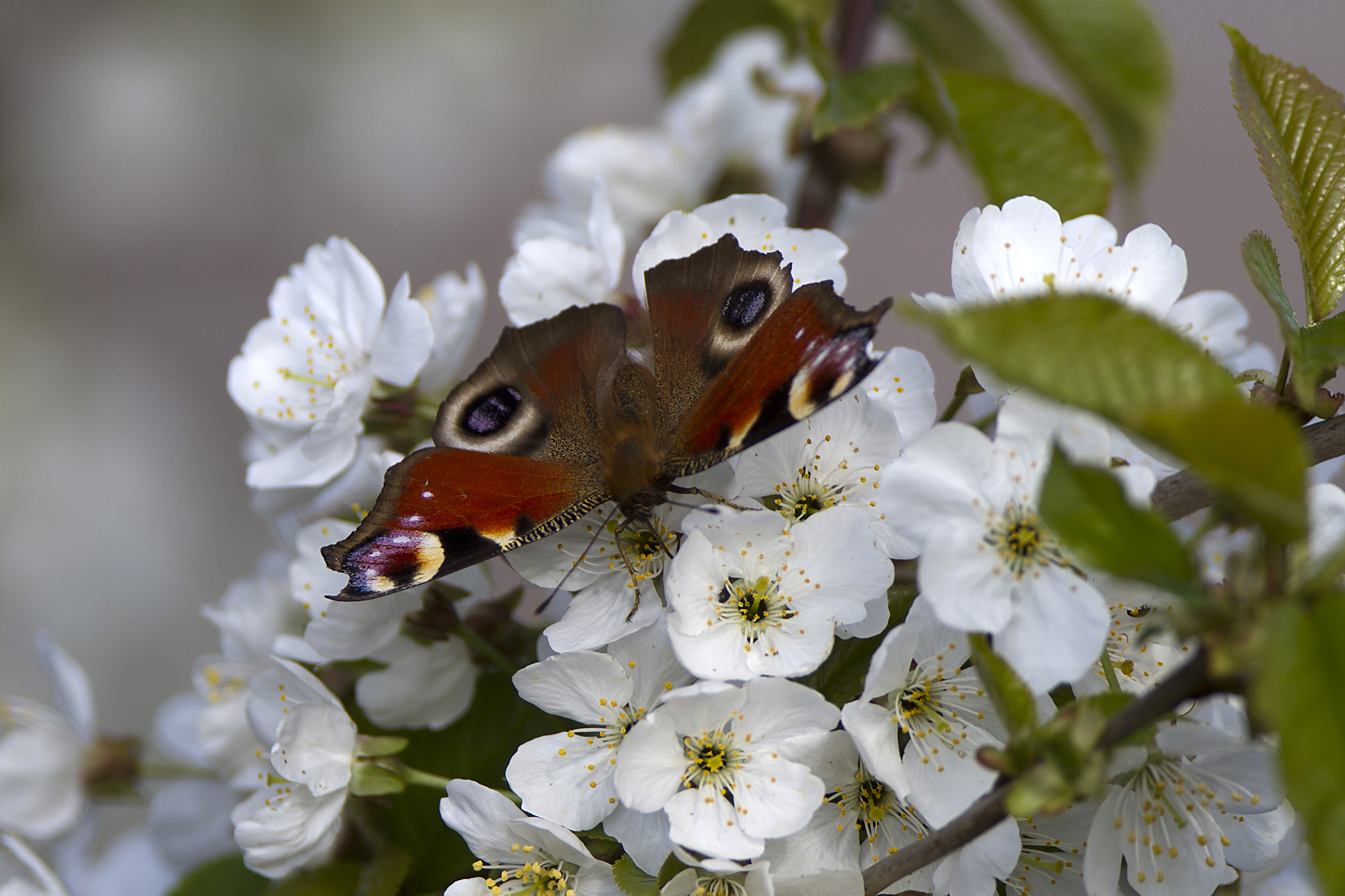 One-Spark-Aglais io-Peacock-on Prunus avium-Wild Cherry (2)