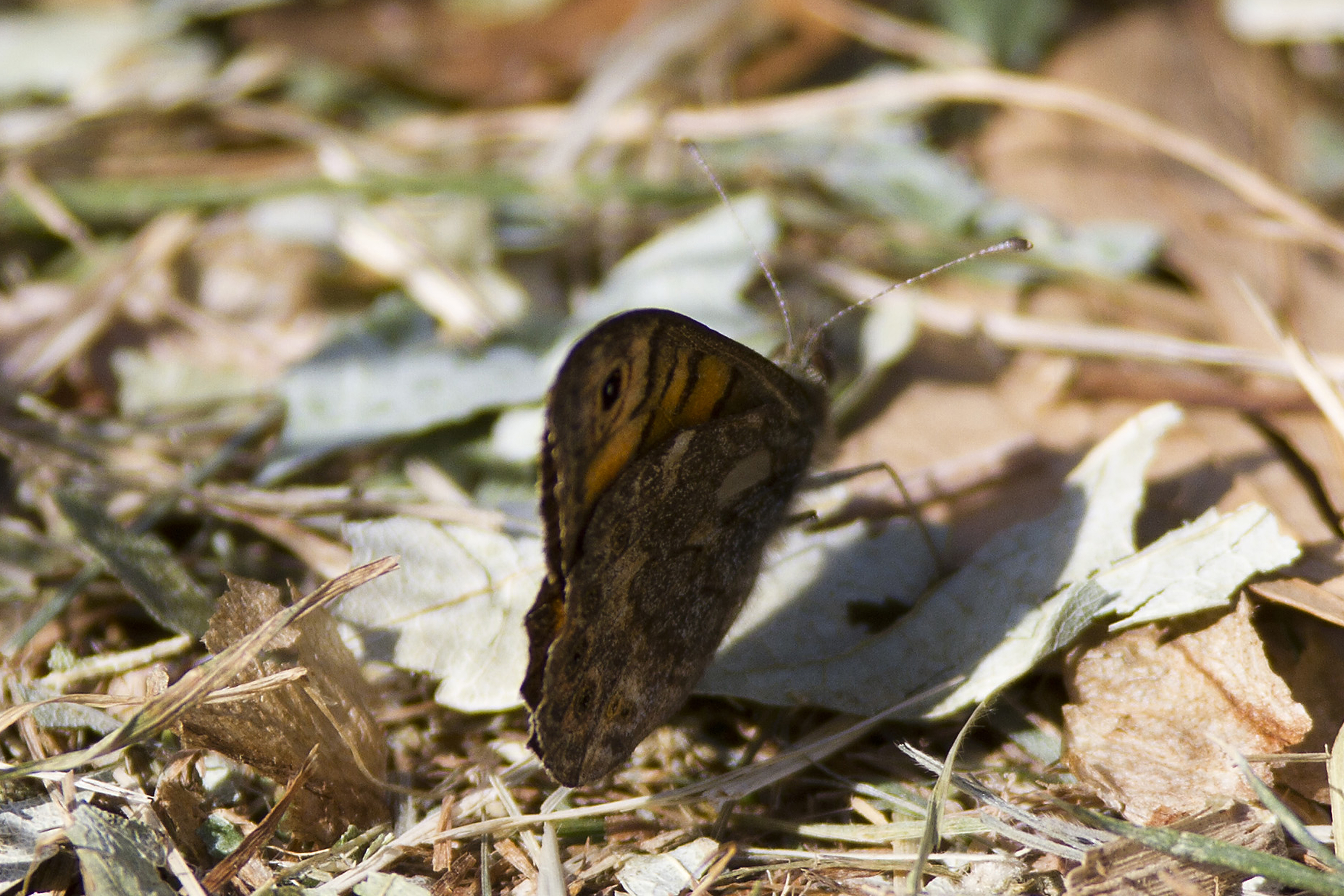 One-Spark-Lasiommata megera-Wall