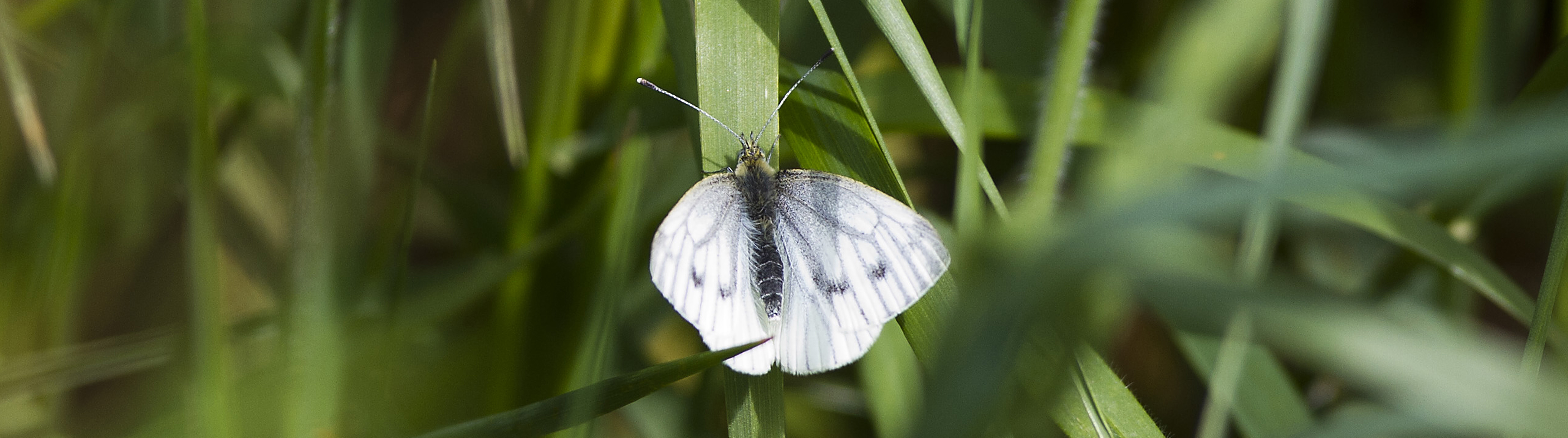 One-Spark-Pieris napi-Green-veined White(2)