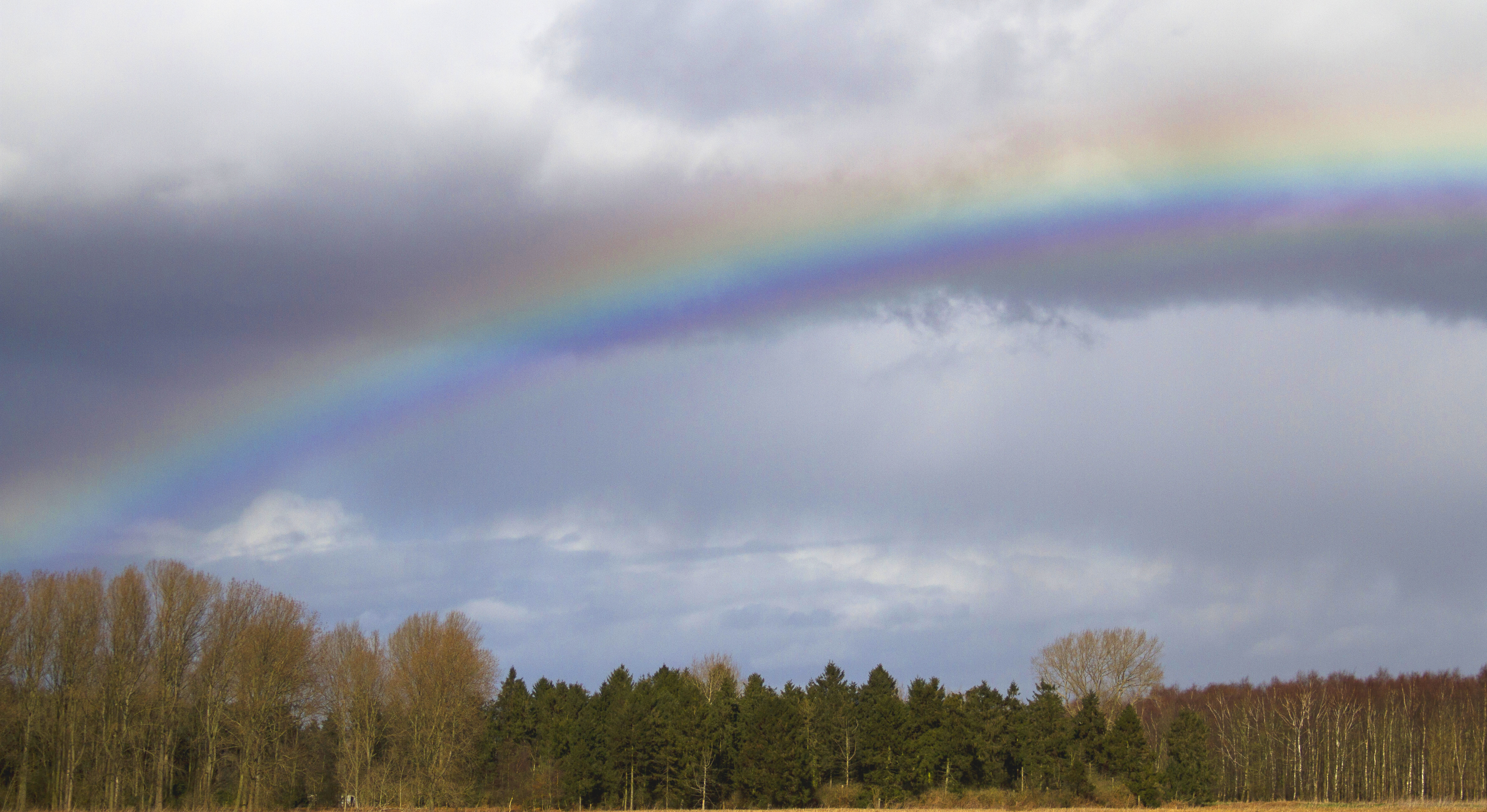 One-Spark-Rainbow over Woods