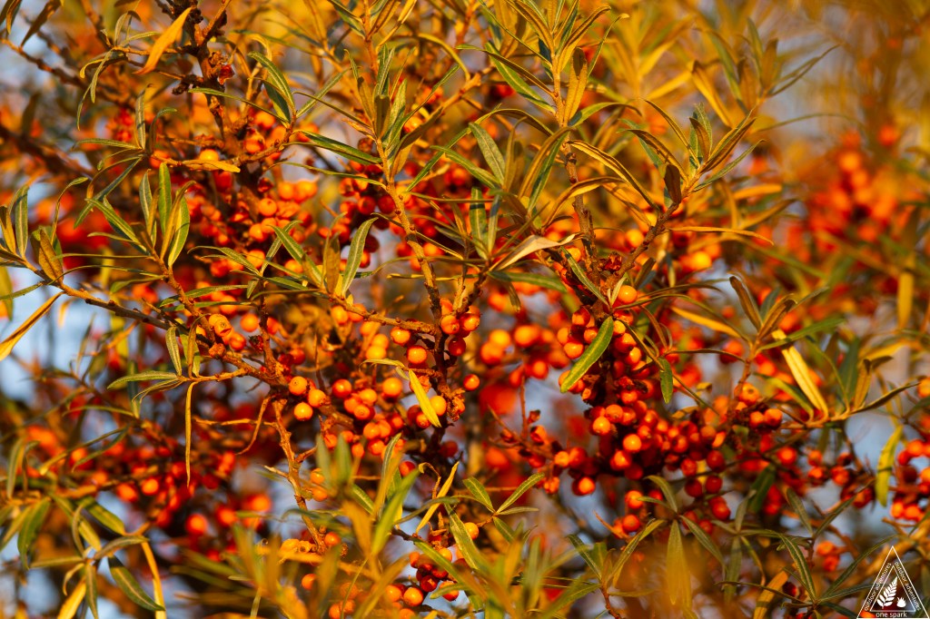 Sea Buckthorn